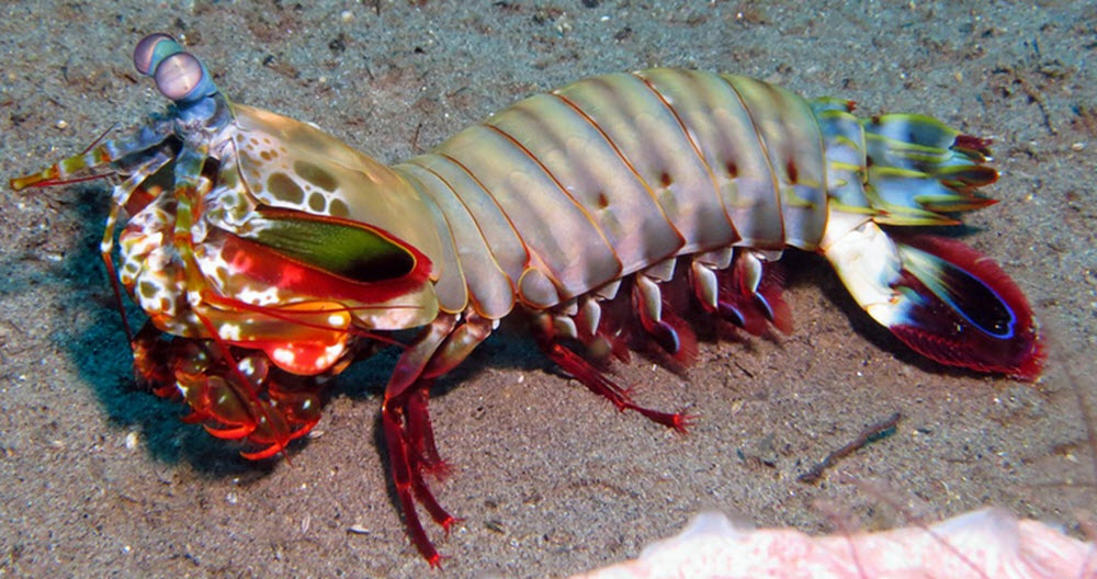 Sarangani mantis