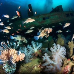 dive48