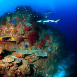 dive60